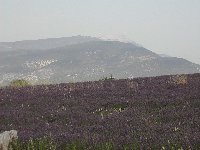 Vergrern: Mt. Ventoux